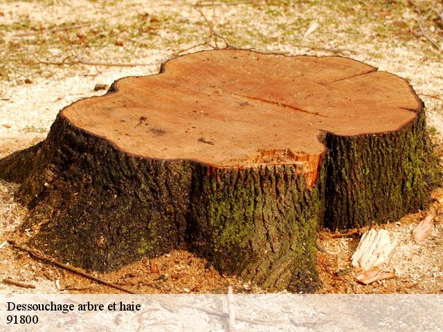 Dessouchage arbre et haie  91800