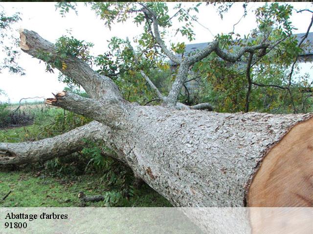 Abattage d'arbres 91800
