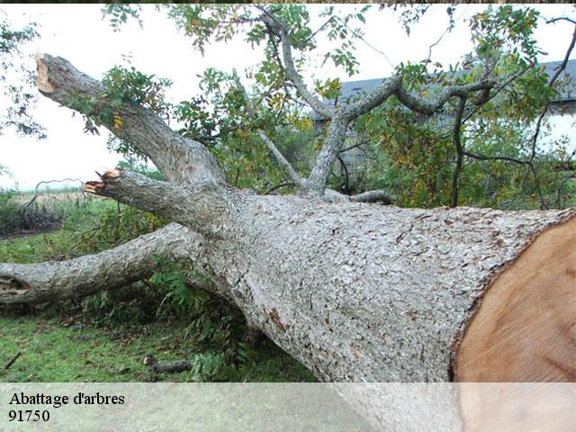 Abattage d'arbres  91750